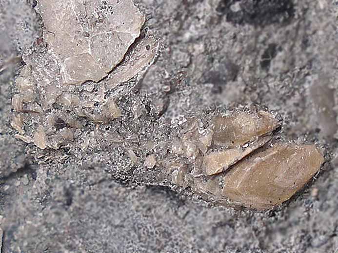 Cirripde pdoncul fossile jurassique Boulonnais