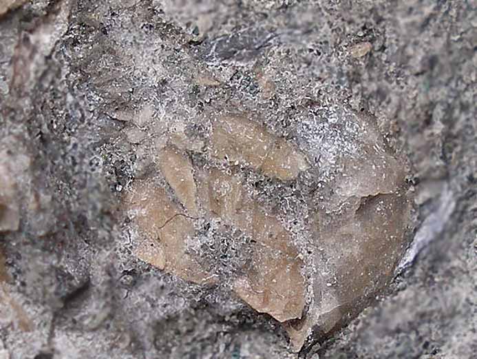 Cirripde pdoncul fossile jurassique Boulonnais