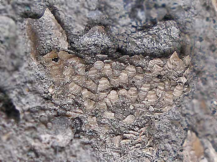 Pdoncule de Cirripde fossile jurassique Boulonnais
