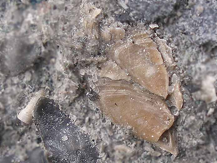 Capitulum de Cirripde fossile jurassique Boulonnais