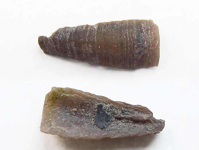 Plaque de Cirripde pdoncul fossile jurassique Boulonnais