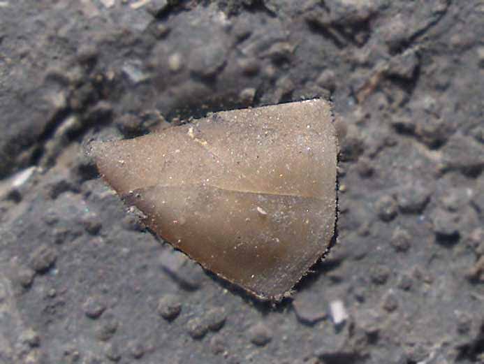Cirripde pdoncul : scutum fossile jurassique Boulonnais