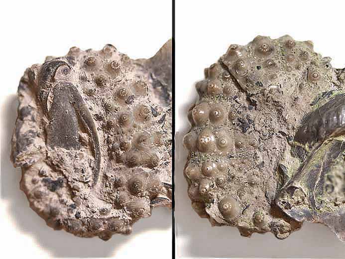 Coppodes infestant un Polydiadema fossile jurassique Boulonnais