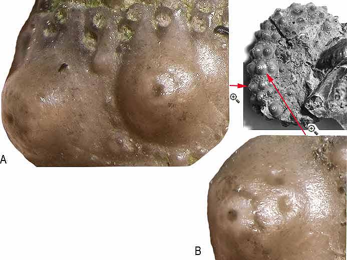 Coppodes infestant un Polydiadema fossile jurassique Boulonnais