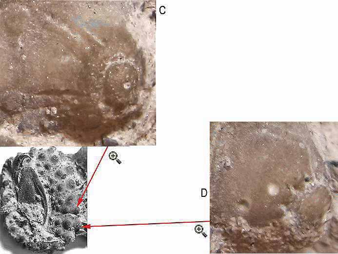 Coppodes infestant un Polydiadema fossile jurassique Boulonnais