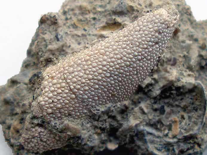 Crustac fossile indtermin: dactyle du jurassique Boulonnais