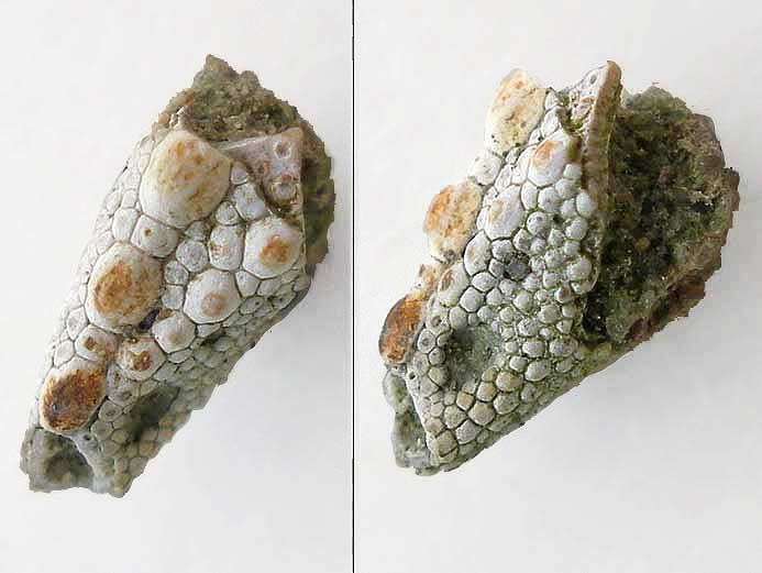 Crustac fossile: Pince du jurassique Boulonnais