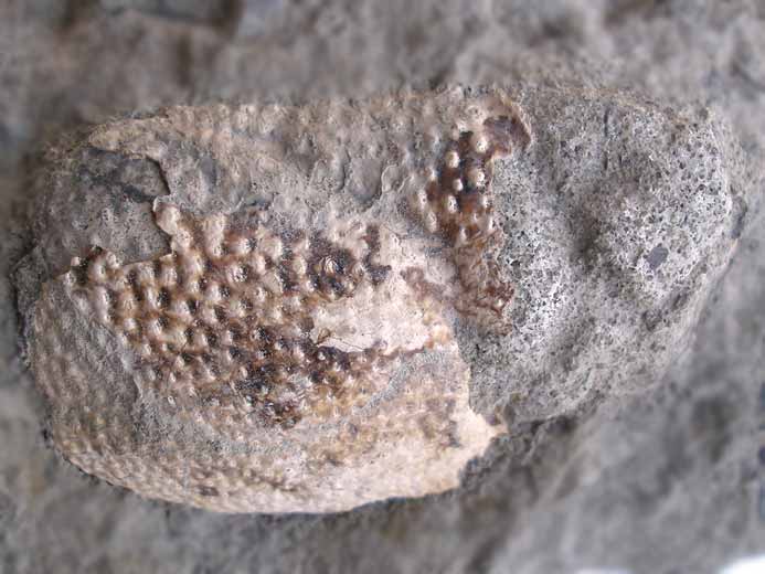 Crustac fossile : Cphalothorax du jurassique Boulonnais