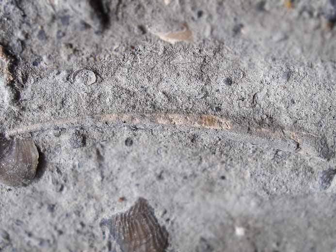 Crustac fossile indtermin: pince du jurassique Boulonnais