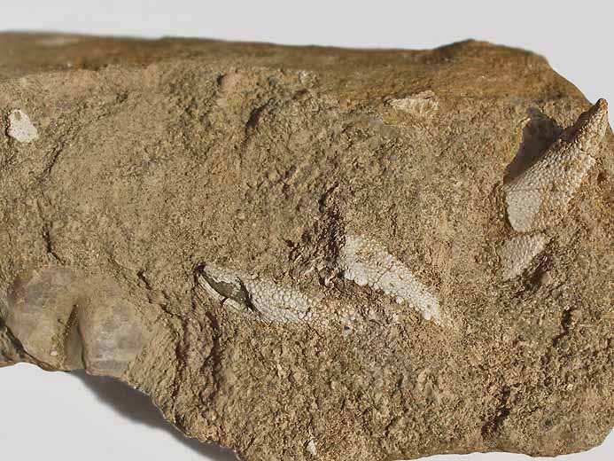 Crustac fossile indtermin: dactyles du jurassique Boulonnais