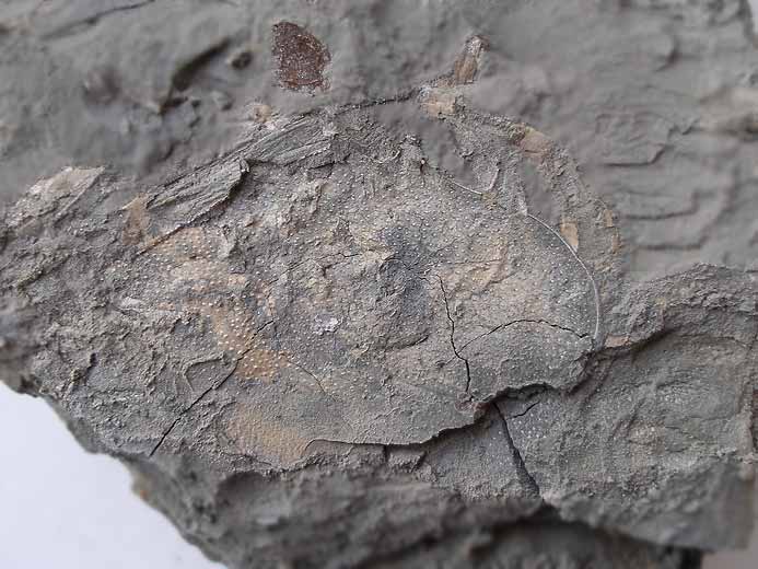 Crustac fossile indtermin du jurassique Boulonnais
