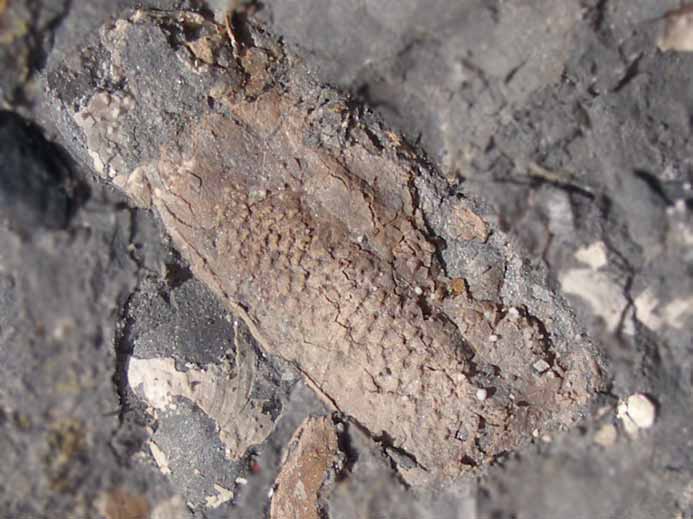 Crustac fossile indtermin du jurassique Boulonnais