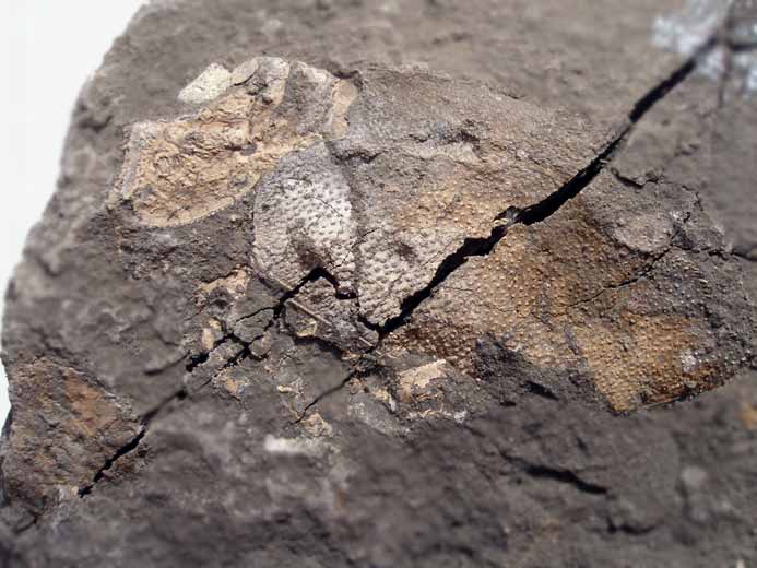 Crustac fossile : Cphalothorax du jurassique Boulonnais