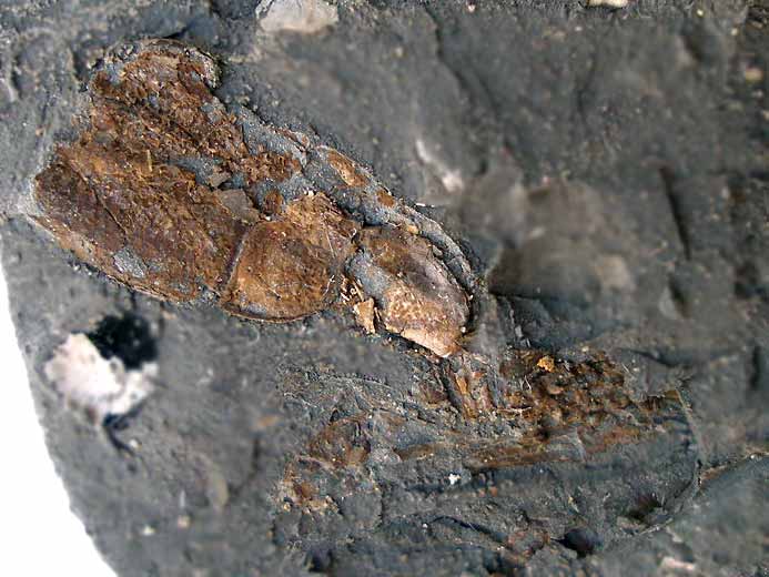 Crustac fossile indtermin du jurassique Boulonnais