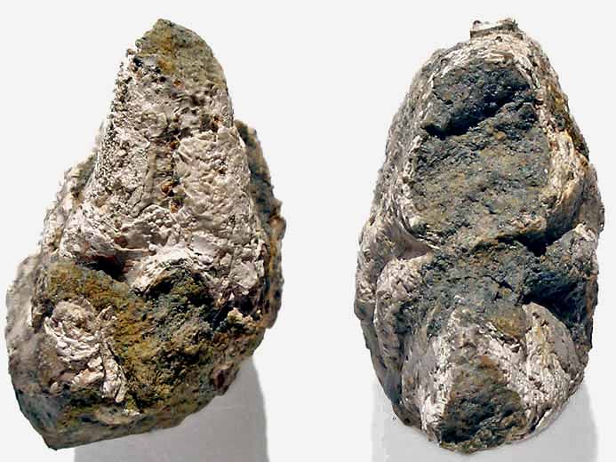 Enoploclytia : paume fossile jurassique Boulonnais