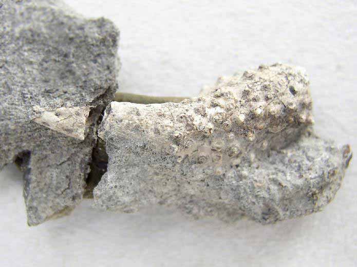 Enoploclytia: propode fossile jurassique Boulonnais