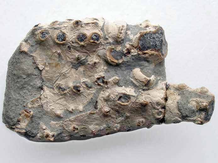 Enoploclytia fossile: paume fossiles jurassique Boulonnais