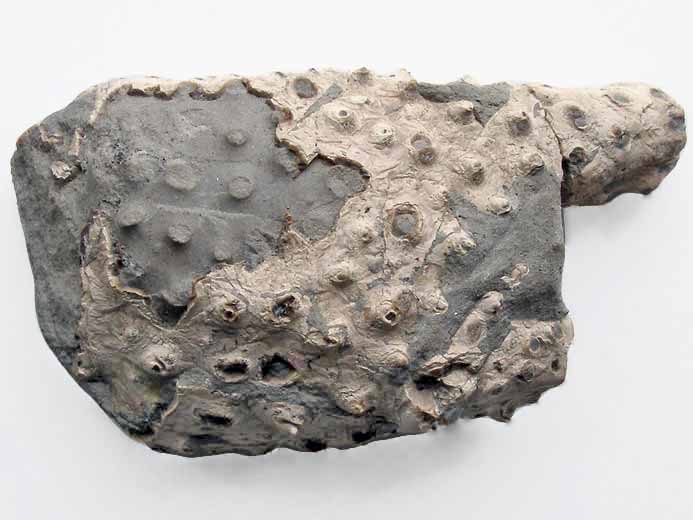 Enoploclytia fossile: paume fossiles jurassique Boulonnais</TD></TR>
