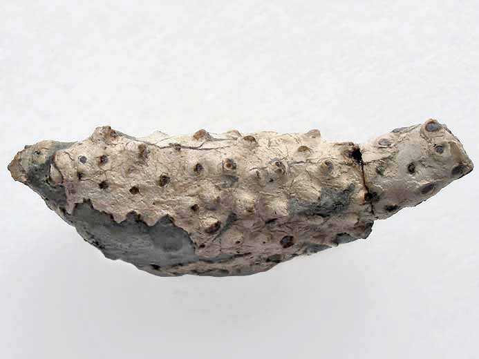 Enoploclytia fossile: paume fossiles jurassique Boulonnais