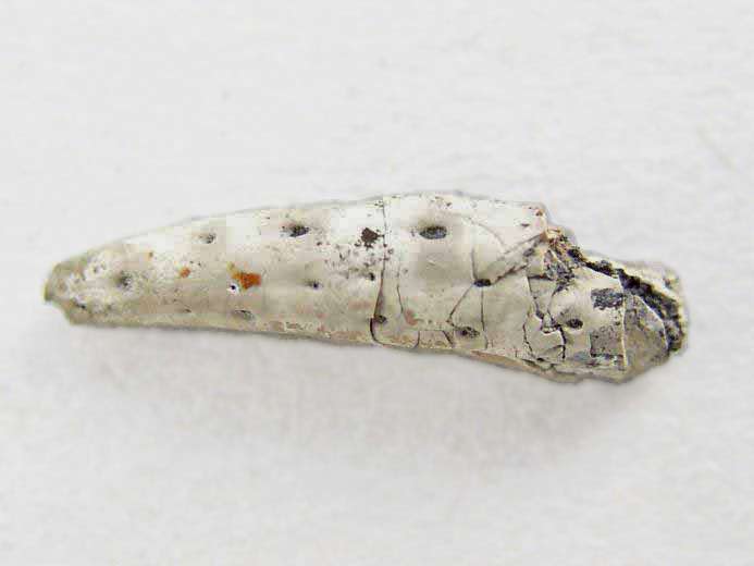 Eryma sp fossile jurassique Boulonnais