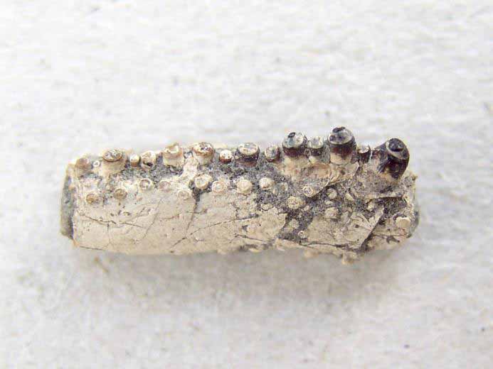 Eryma sp fossile jurassique Boulonnais