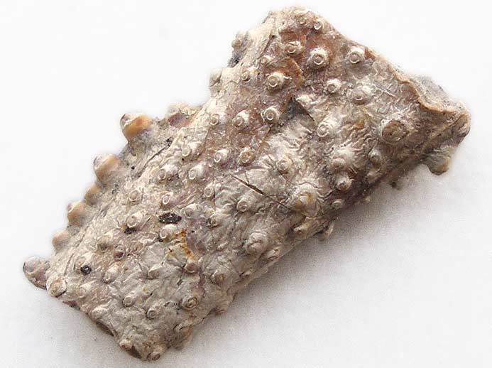 Eryma : dactyle fossile jurassique Boulonnais