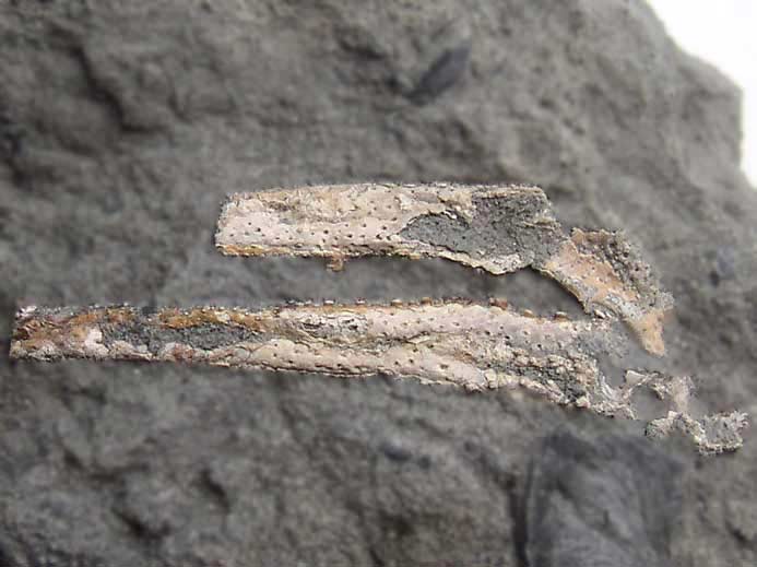 Eryma sp: pince fossile jurassique Boulonnais