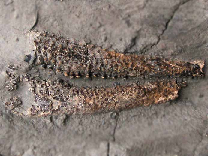 Eryma sp: pince fossile jurassique Boulonnais