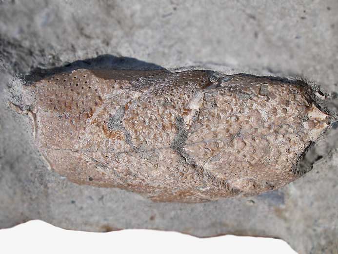 Eryma: cphalothorax fossile jurassique Boulonnais