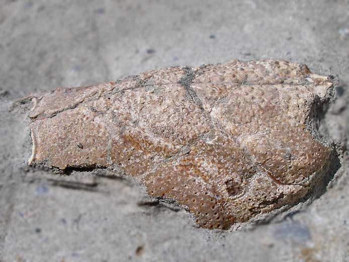 Eryma: cphalothorax fossile jurassique Boulonnais