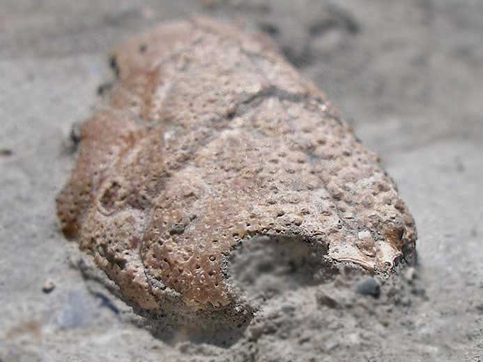 Eryma: cphalothorax fossile jurassique Boulonnais
