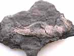 Fossile de Crustac Eryma du jurassique Boulonnais