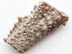Fossile de Crustac Eryma du jurassique Boulonnais