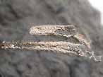 Fossile de Crustac Eryma du jurassique Boulonnais