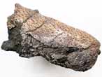 Fossile de Crustac Eryma du jurassique Boulonnais