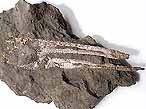 Fossile de Crustac Eryma du jurassique Boulonnais
