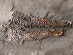 Fossile de Crustac Eryma du jurassique Boulonnais