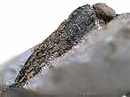 Fossile de Crustac Eryma du jurassique Boulonnais