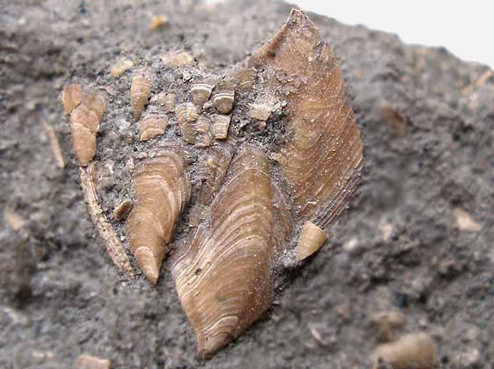 Etcheslepas fossile: capitulum subcomplet