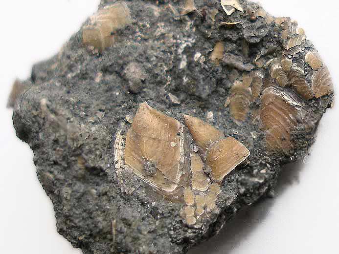 Etcheslepas fossiles: 2 capitula fossiles jurassique Boulonnais