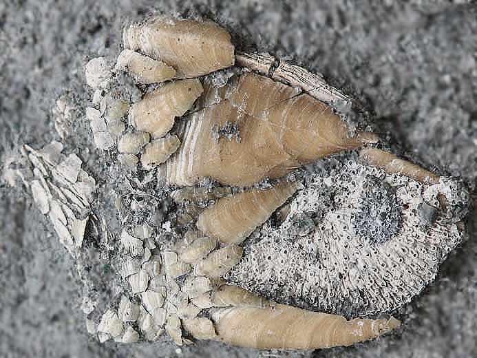 Etcheslepas fossile subcomplet du jurassique Boulonnais