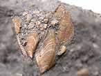 Etcheslepas fossiles du jurassique Boulonnais
