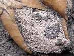 Bryozoaires sur Etcheslepas fossiles du jurassique Boulonnais