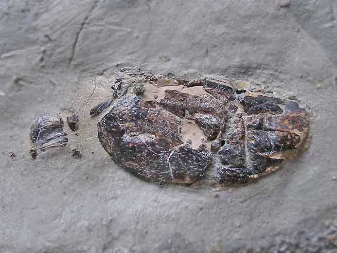 Glyphea ou Pseudoglyphea fossile jurassique Boulonnais