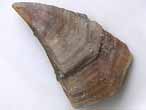 Loriolepas: Scutum tratologique fossile jurassique Boulonnais