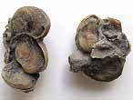 Loriolepas: importante pifaune de Nanogyra nana fossile jurassique Boulonnais