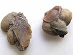Loriolepas: importante pifaune de Nanogyra nana fossile jurassique Boulonnais