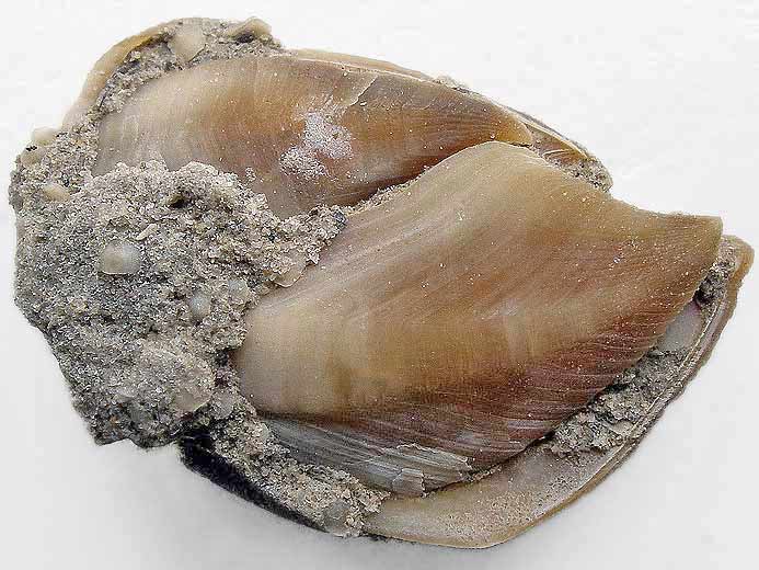 Loriolepas sp: Capitulum fossile jurassique Boulonnais
