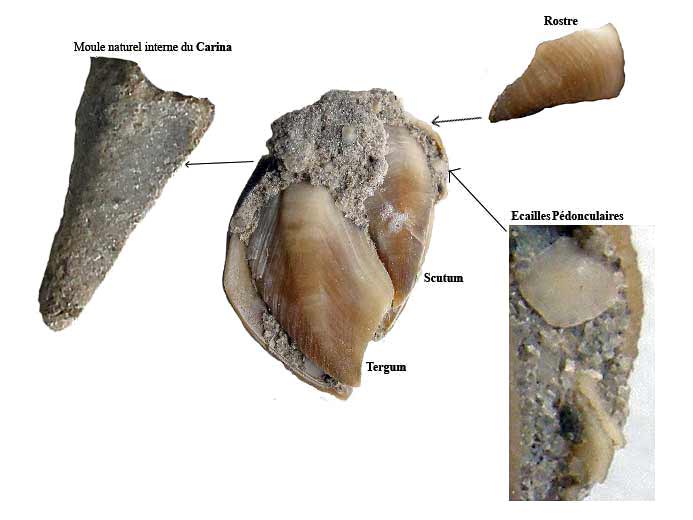 Loriolepas sp: Capitulum fossile jurassique Boulonnais