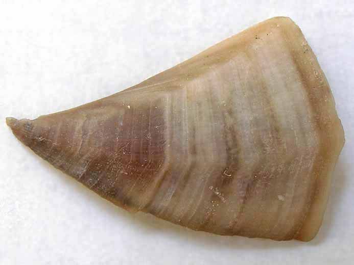 Loriolepas sp: Scutum fossile jurassique Boulonnais
